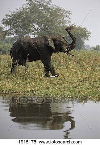Male Elephant By River View Large Photo Image Stock Photo - Male Elephant By River. Fotosearch