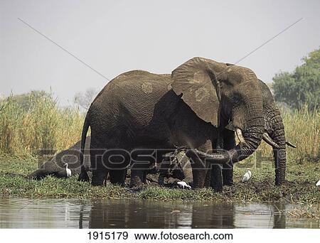 Stock Photo - Male Elephants Cooling Off With Mud. Fotosearch