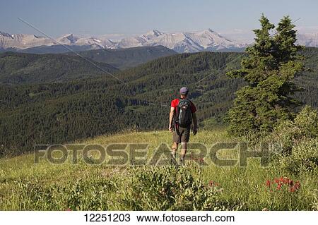 Stock Image - Male hiker hiking on a wildflower meadow overlooking rolling tree covered hills and mountains in the background with blue sky; Alberta, Canada. Fotosearch