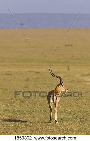 Male Impala In The Masai Mara, Kenya, East Africa View Large Photo Image Stock Image - Male Impala In The Masai Mara, Kenya, East Africa. Fotosearch