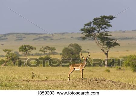 Male Impala In The Masai Mara, Kenya, East Africa View Large Photo Image Stock Image - Male Impala In The Masai Mara, Kenya, East Africa. Fotosearch