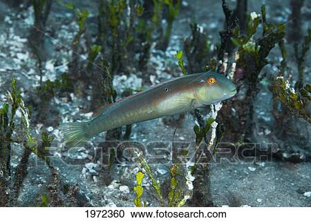 Stock Image - Male Knife Razorfish (Cymolutes Praetextatus), A Member Of The Wrasse Family, Swimming On The Ocean Floor.. Fotosearch