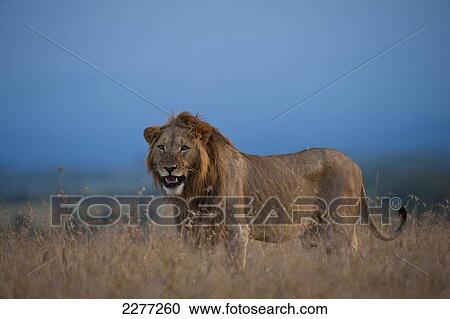 Male lion at dusk, Ol Pejeta Conservancy; Kenya View Large Photo Image Stock Image - Male lion at dusk, Ol Pejeta Conservancy; Kenya. Fotosearch