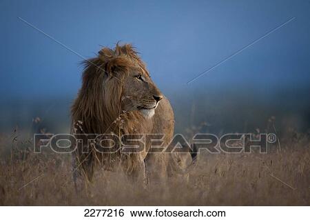 Male lion at dusk, Ol Pejeta Conservancy; Kenya View Large Photo Image Stock Photograph - Male lion at dusk, Ol Pejeta Conservancy; Kenya. Fotosearch