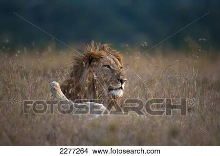 Male lion beside leg of sleeping lioness, Ol Pejeta Conservancy; Kenya View Large Photo Image Picture - Male lion beside leg of sleeping lioness, Ol Pejeta Conservancy; Kenya. Fotosearch