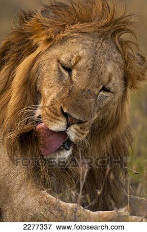 Stock Photo - Male lion cleaning himself, Ol Pejeta Conservancy, Kenya.. Fotosearch