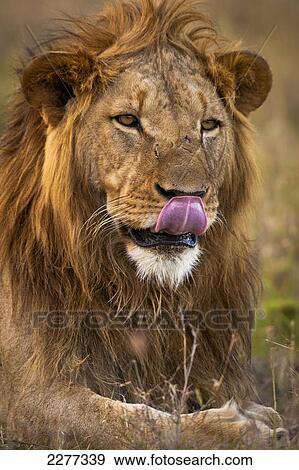 Male lion licking his mouth, Ol Pejeta Conservancy; Kenya View Large Photo Image Stock Photo - Male lion licking his mouth, Ol Pejeta Conservancy; Kenya. Fotosearch