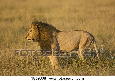 Stock Photo - Male Lion Looking For Prey, Masai Mara, Kenya, East Africa. Fotosearch