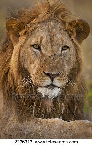 Stock Photo - Male lion, Ol Pejeta Conservancy; Kenya. Fotosearch