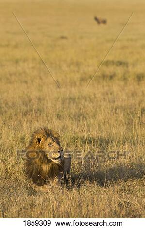 Male Lion Sitting In The Grass, Masai Mara, Kenya, East Africa View Large Photo Image Stock Photo - Male Lion Sitting In The Grass, Masai Mara, Kenya, East Africa. Fotosearch