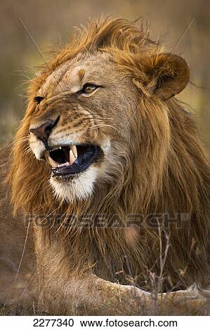 Male lion snarling, Ol Pejeta Conservancy; Kenya View Large Photo Image Stock Image - Male lion snarling, Ol Pejeta Conservancy; Kenya. Fotosearch