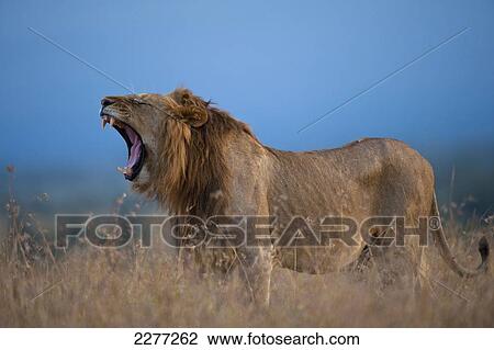Male lion yawning at dusk, Ol Pejeta Conservancy; Kenya View Large Photo Image Stock Image - Male lion yawning at dusk, Ol Pejeta Conservancy; Kenya. Fotosearch