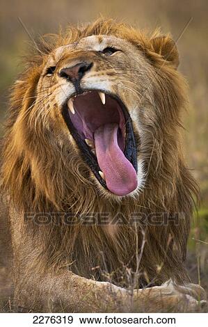 Male lion yawning showing large teeth, Ol Pejeta Conservancy; Kenya View Large Photo Image Stock Photo - Male lion yawning showing large teeth, Ol Pejeta Conservancy; Kenya. Fotosearch