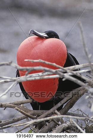 Stock Photo - Male Red Breasted Great Frigatebird Sitting On Branch. Fotosearch