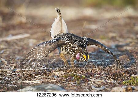 Stock Photograph - Male Sharp-tailed Grouse struts during spring mating dance, Interior Alaska. Fotosearch