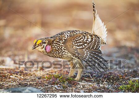 Male Sharp-tailed Grouse struts during spring mating dance, Interior Alaska View Large Photo Image Stock Photography - Male Sharp-tailed Grouse struts during spring mating dance, Interior Alaska. Fotosearch