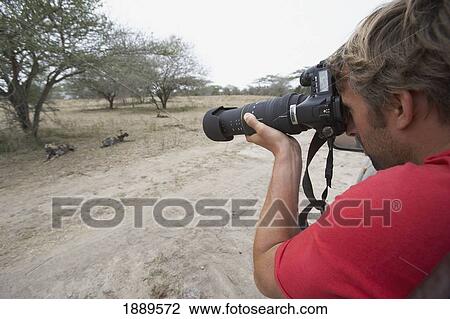 Stock Image - Male Tourist Photographing African Wild Dog On Safari. Fotosearch