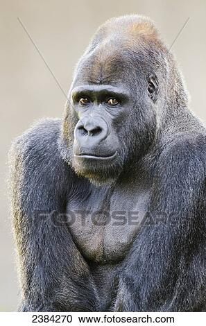 Male Western Lowland Gorilla (Gorilla gorilla gorilla) native to central Africa and critically endangered in wild, at the San Francisco Zoo; San Francisco, California, United States of America View Large Photo Image Stock Image - Male Western Lowland Gorilla (Gorilla gorilla gorilla) native to central Africa and critically endangered in wild, at the San Francisco Zoo; San Francisco, California, United States of America. Fotosearch