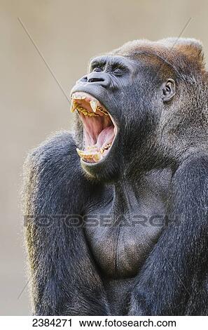 Stock Image - Male Western Lowland Gorilla (Gorilla gorilla gorilla) native to central Africa and critically endangered in wild, at the San Francisco Zoo; San Francisco, California, United States of America. Fotosearch