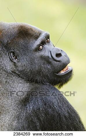 Male Western Lowland Gorilla (Gorilla gorilla gorilla) native to central Africa and critically endangered in wild, at the San Francisco Zoo; San Francisco, California, United States of America View Large Photo Image Stock Photo - Male Western Lowland Gorilla (Gorilla gorilla gorilla) native to central Africa and critically endangered in wild, at the San Francisco Zoo; San Francisco, California, United States of America. Fotosearch