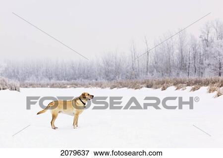 Male Yellow Labrador Retriever Standing On A Frozen Pond, And Frost Covered Trees On A Chilly Winter Day. Assiniboine Forest, Winnipeg, Manitoba, Canada. View Large Photo Image Stock Photo - Male Yellow Labrador Retriever Standing On A Frozen Pond, And Frost Covered Trees On A Chilly Winter Day. Assiniboine Forest, Winnipeg, Manitoba, Canada.. Fotosearch