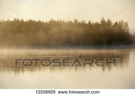 Stock Photo - Mallard Duck (Anas platyrhynchos) silhouetted at sunset on Chena Lake, Delta Junction, Interior Alaska. Fotosearch