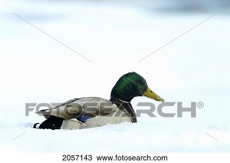 Mallard Duck In Winter, Anas Platyrhynchos, Beauharnois, Quebec, Canada View Large Photo Image Stock Image - Mallard Duck In Winter, Anas Platyrhynchos, Beauharnois, Quebec, Canada. Fotosearch
