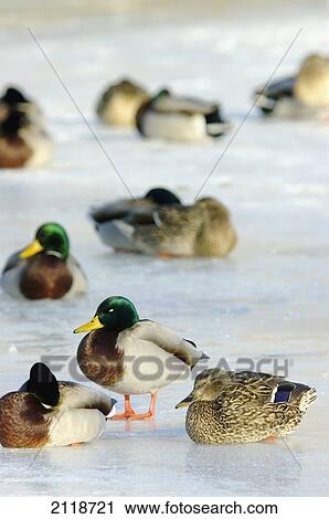 Stock Image - Mallard Ducks; Coteau-Du-Lac Quebec Canada. Fotosearch