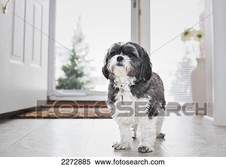 Maltese shih tzu dog standing in doorway; winnipeg manitoba canada View Large Photo Image Stock Photography - Maltese shih tzu dog standing in doorway; winnipeg manitoba canada. Fotosearch