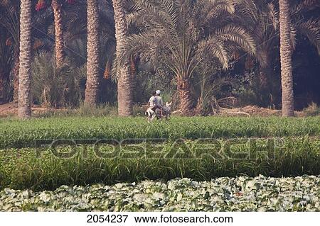 Stock Photo - Man And Boy On A Donkey Traveling Through Fields, Dahshur, Al Jizah, Egypt. Fotosearch