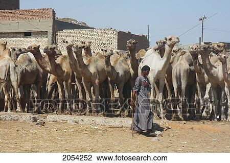 Stock Image - Man And Camels For Sale At The Camel Market, Birqash, Al Jizah, Egypt. Fotosearch