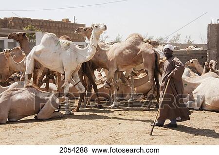 Stock Photo - Man And Camels For Sale At The Camel Market, Birqash, Al Jizah, Egypt. Fotosearch