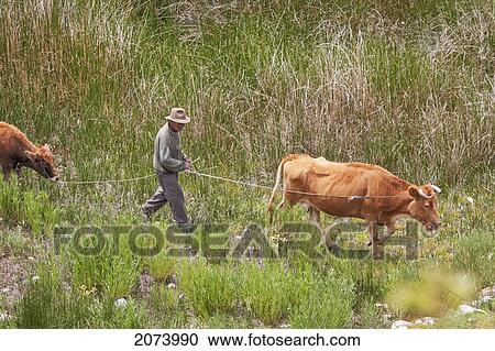 Man And Cows, Kalauta Island, Titicaca Lake, Bolivia View Large Photo Image Stock Image - Man And Cows, Kalauta Island, Titicaca Lake, Bolivia. Fotosearch