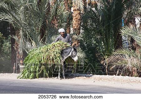 Man And Donkey Laden With Fodder, Dishna, Qina, Egypt View Large Photo Image Stock Photograph - Man And Donkey Laden With Fodder, Dishna, Qina, Egypt. Fotosearch