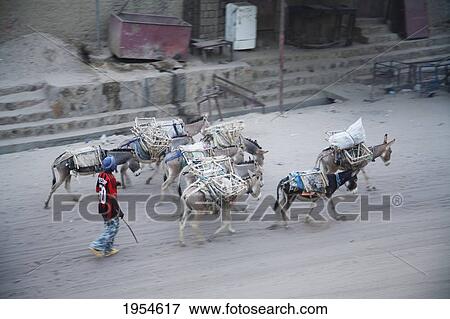 Man and donkeys, Timbuktu, Mali View Large Photo Image Stock Photo - Man and donkeys, Timbuktu, Mali. Fotosearch