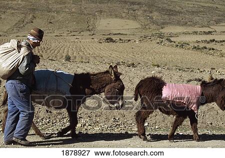 Stock Photo - Man And Mules. Fotosearch