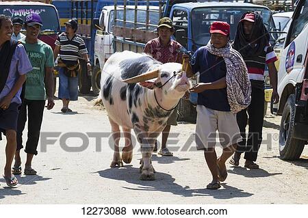 Man and Tedong Bonga water buffalo at the Bolu livestock market, Rantepao, Toraja Land, South Sulawesi, Indonesia View Large Photo Image Stock Photo - Man and Tedong Bonga water buffalo at the Bolu livestock market, Rantepao, Toraja Land, South Sulawesi, Indonesia. Fotosearch