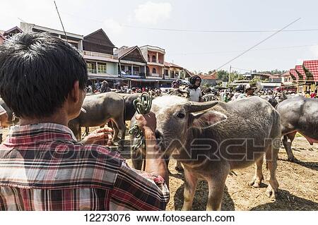 Man and Tedong Bonga water buffalo at the Bolu livestock market, Rantepao, Toraja Land, South Sulawesi, Indonesia View Large Photo Image Stock Photograph - Man and Tedong Bonga water buffalo at the Bolu livestock market, Rantepao, Toraja Land, South Sulawesi, Indonesia. Fotosearch
