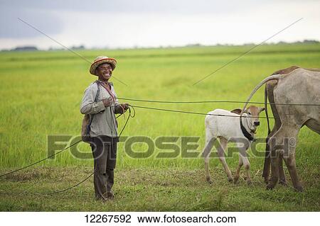 Man bringing in his cows; Battambang, Cambodia View Large Photo Image Stock Image - Man bringing in his cows; Battambang, Cambodia. Fotosearch