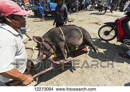 Picture - Man carrying a pig tied to bamboo sticks at the Bolu livestock market, Rantepao, Toraja Land, South Sulawesi, Indonesia. Fotosearch