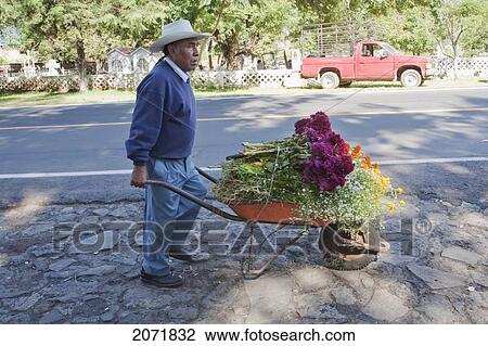 Man Carrying A Wheelbarrow Laden With Marigolds For The Celebration Of D View Large Photo Image Stock Image - Man Carrying A Wheelbarrow Laden With Marigolds For The Celebration Of D. Fotosearch