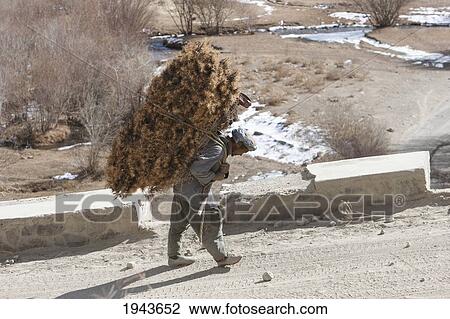 Stock Image - Man Carrying Brushwood Near Zarkharid, Vardak Province, Afghanistan. Fotosearch