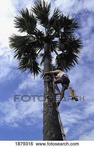 Stock Photograph - Man Climbing A Palm Tree, Low Angle View. Fotosearch