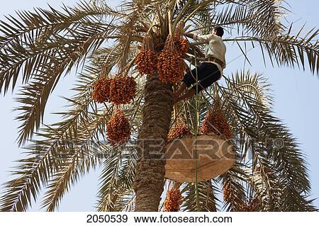 Stock Photo - Man Collecting Dates From A Palm Tree In A Date Palm Orchard, Memphis, Al Jizah, Egypt. Fotosearch