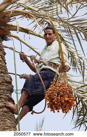 Man Collecting Dates From A Palm Tree In A Date Palm Orchard, Memphis, Al Jizah, Egypt View Large Photo Image Stock Photo - Man Collecting Dates From A Palm Tree In A Date Palm Orchard, Memphis, Al Jizah, Egypt. Fotosearch