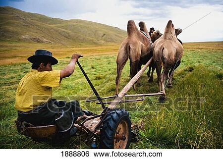 Stock Photograph - Man cutting grass with camels, Mongolia. Fotosearch