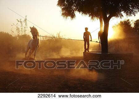 Picture - Man exercising white stallion at Castle Bijaipur stables Rajasthan India. Fotosearch
