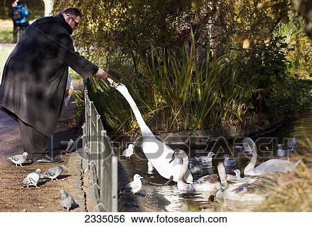 Man Feeding Swan In St James's Park; London, England, Uk View Large Photo Image Stock Photograph - Man Feeding Swan In St James's Park; London, England, Uk. Fotosearch