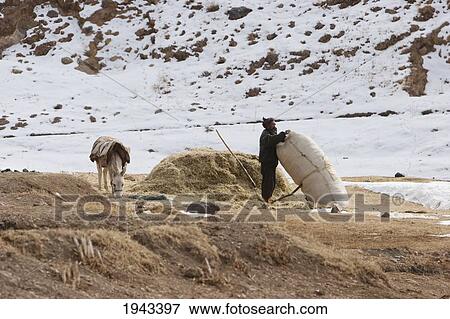Man Filling A Sack With Hey In The Kalu Valley, Bamian Province, Afghanistan View Large Photo Image Stock Photo - Man Filling A Sack With Hey In The Kalu Valley, Bamian Province, Afghanistan. Fotosearch