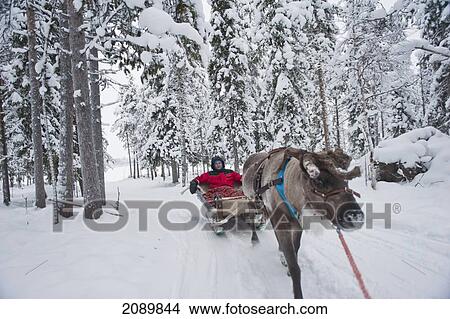 Picture - Man Having A Reindeer Sleigh Ride In Ounaskievari Reindeer Farm, Levi, Lapland, Finland. Fotosearch